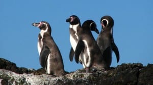 Four humbolt penguins in chile sitting on a rock in the sun