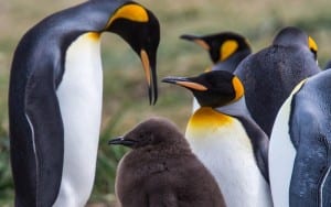 King penguins in chile looking down on its fluffy young chick