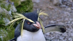 A facial shot of a rockhopper penguin in chile showing its yellow spikey hair