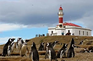 Magallenic Penguins in chile on Isla Magdelana with lighthouse in background
