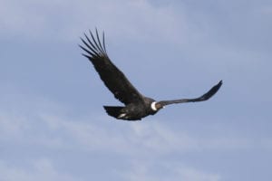 Wildlife in Torres del Paine Condor