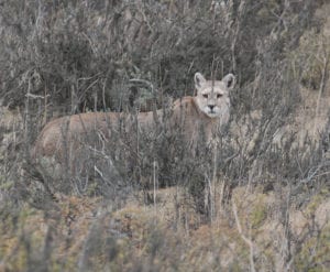 Wildlife in Torres del Paine Puma